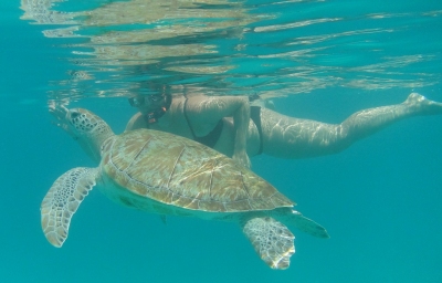 Schnorcheln mit Schildkröten auf Barbados (Alexander Mirschel)  Copyright 
Infos zur Lizenz unter 'Bildquellennachweis'